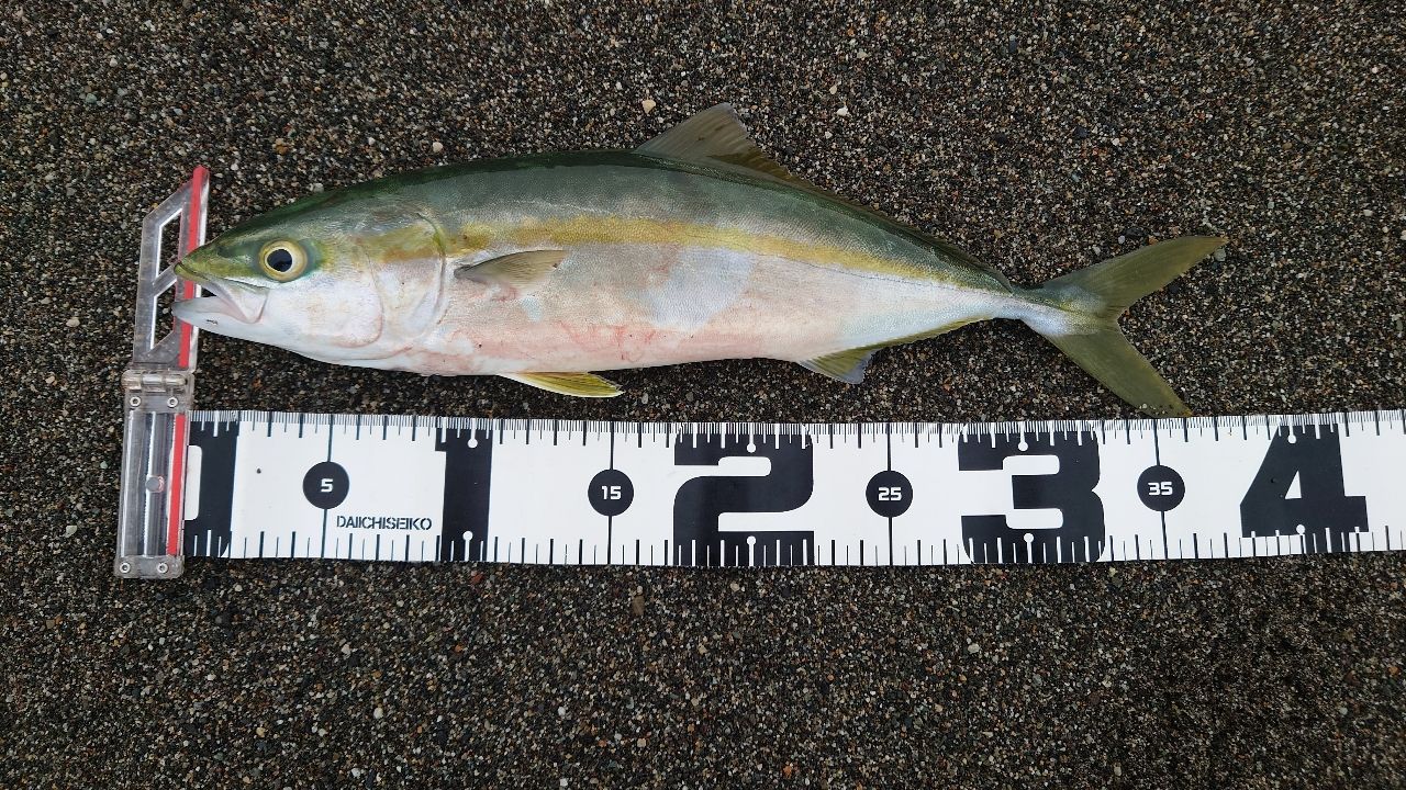 SHIMANO 22ネッサXR S106MHの最安値・インプレ・釣果 | 本音の口コミが