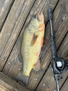 ラージマウスバスの釣果