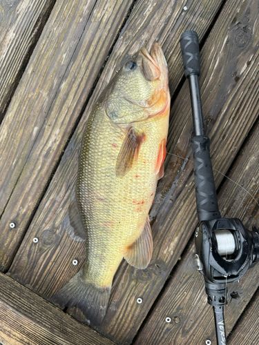 ラージマウスバスの釣果