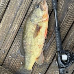 ラージマウスバス