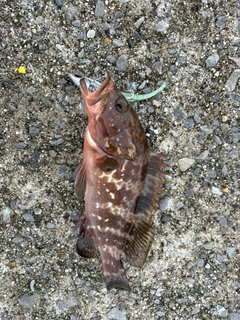 キジハタの釣果