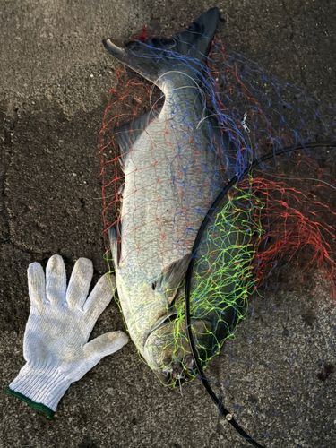 イスズミの釣果