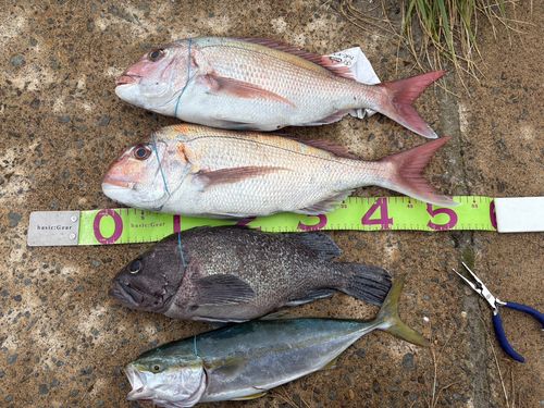 マダイの釣果