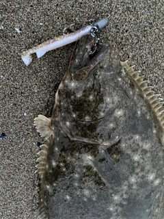 ヒラメの釣果