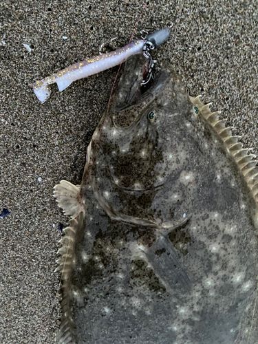 ヒラメの釣果