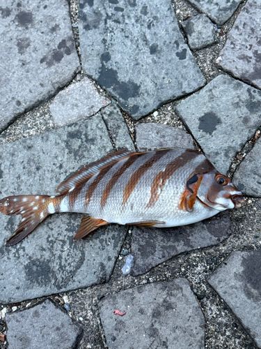 タカノハダイの釣果