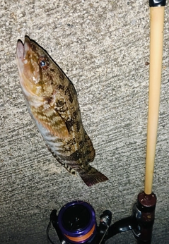 アイナメの釣果