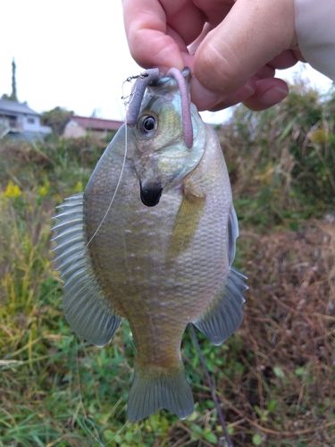 ブルーギルの釣果