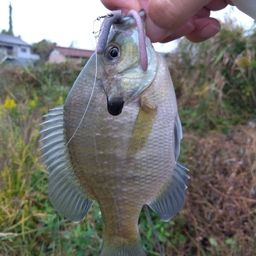 ブルーギル