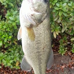 ラージマウスバス