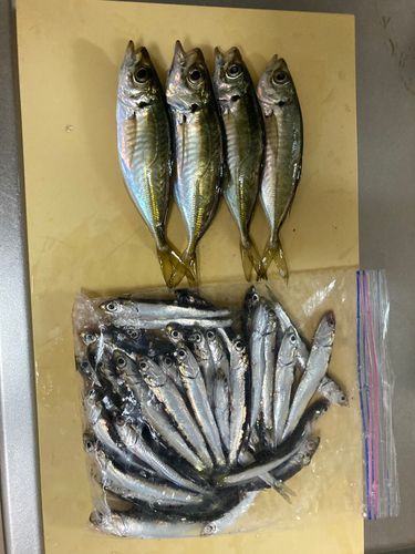 豊洲ぐるり公園