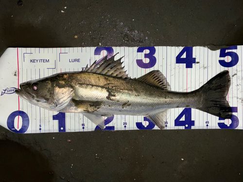 シーバスの釣果