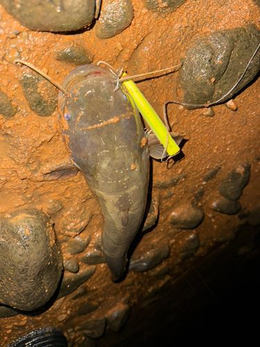 ナマズの釣果
