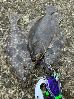 ヒラメの釣果