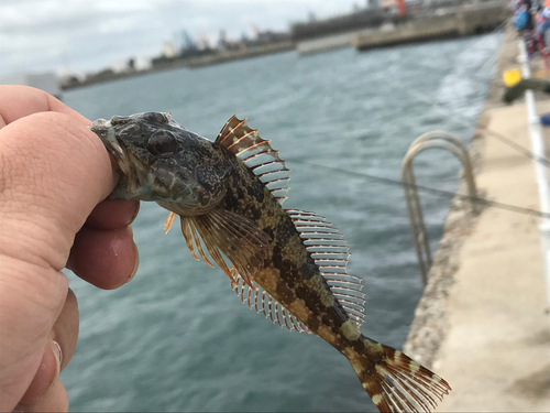 ハゼの釣果