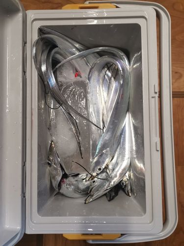 タチウオの釣果