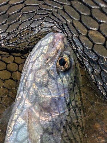 レインボートラウトの釣果