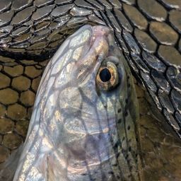 レインボートラウト