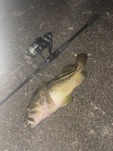 シマソイの釣果