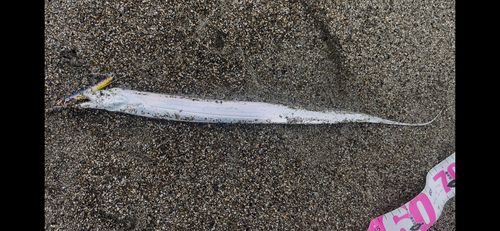 タチウオの釣果