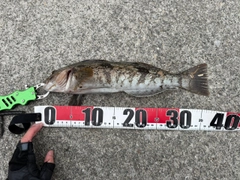 アイナメの釣果