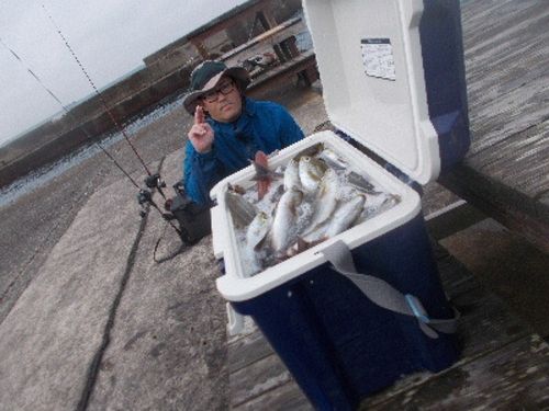 カンパチの釣果