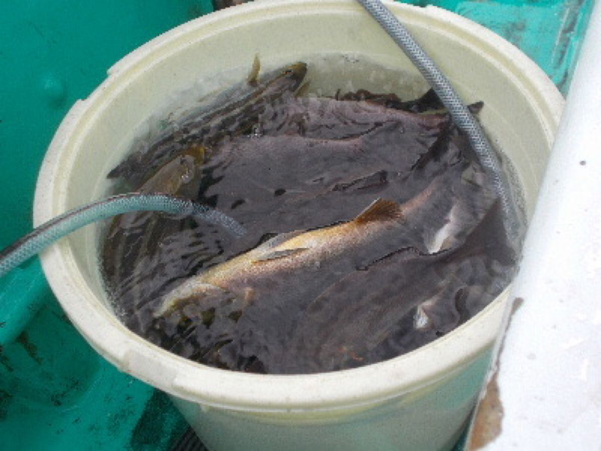 千葉県洲崎港 源平丸 船長🤗さんの釣果 2枚目の画像