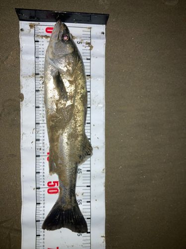 新舞子海岸（いわき）