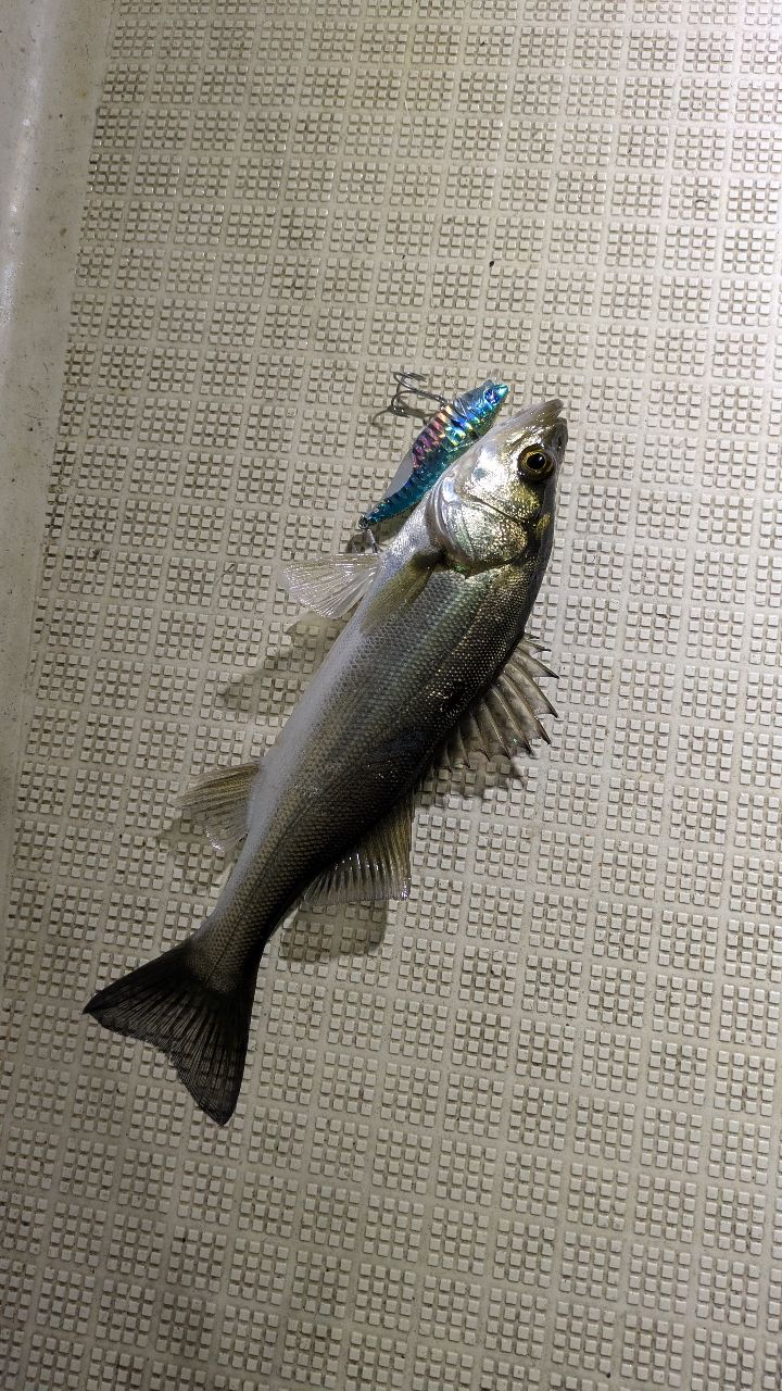 4649よろしくさんの釣果 2枚目の画像