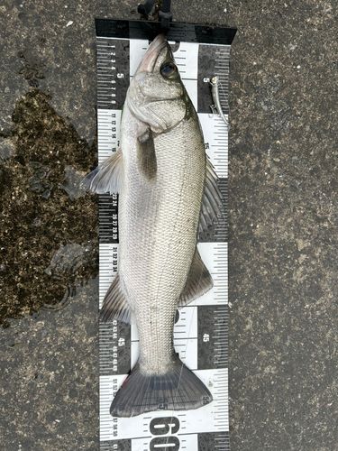 ヒラスズキの釣果