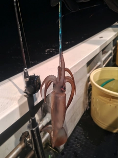 スルメイカの釣果