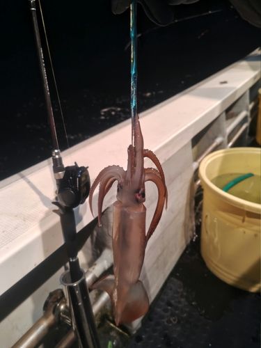 スルメイカの釣果