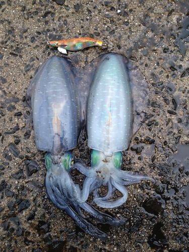 アオリイカの釣果