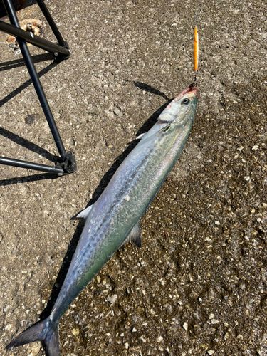 南港魚つり公園