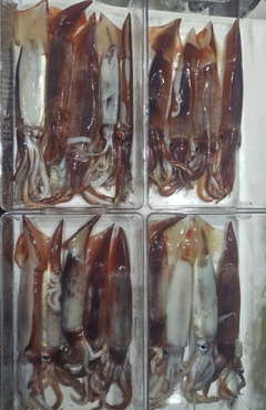 スルメイカの釣果