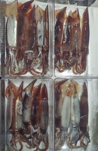 スルメイカの釣果