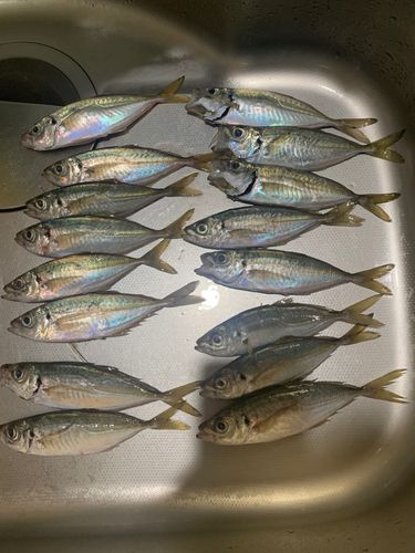 マアジの釣果