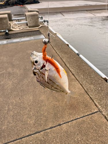 ヒイラギの釣果