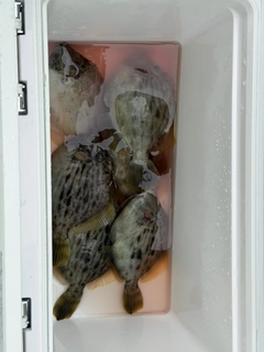 カワハギの釣果