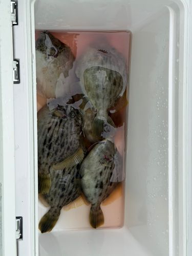 カワハギの釣果