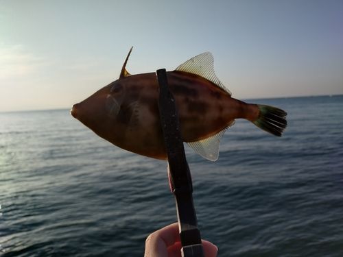 平磯海づり公園