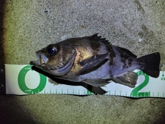 アカメバルの釣果