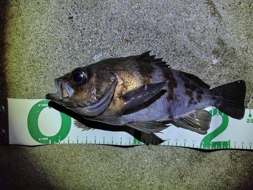 アカメバルの釣果