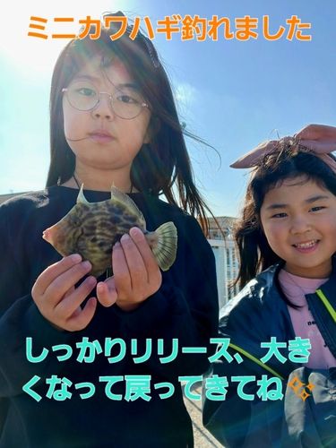 カワハギの釣果