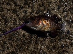 クロイシモチの釣果