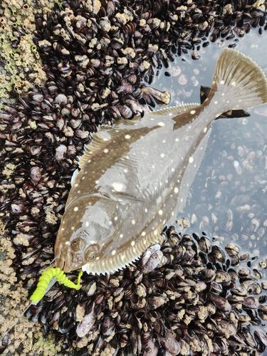 マガレイの釣果