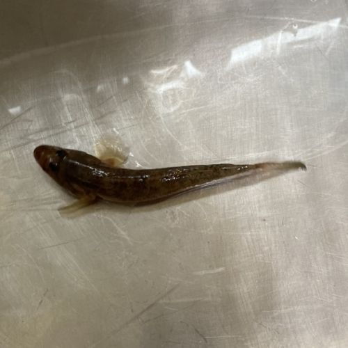 白子漁港（三重）