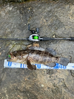 チャイロマルハタの釣果