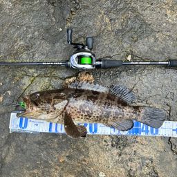 チャイロマルハタ