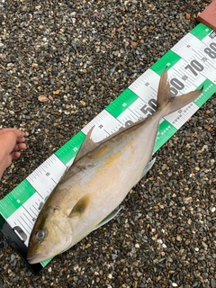 ヒレナガカンパチの釣果